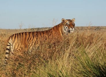 Tiger standing tall in the grass at Tiger Canyon Private Game Reserve