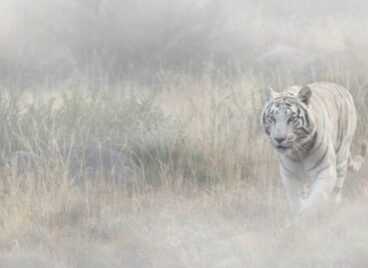 White tiger stalking through the long grass at Tiger Canyon Private Game Reserve