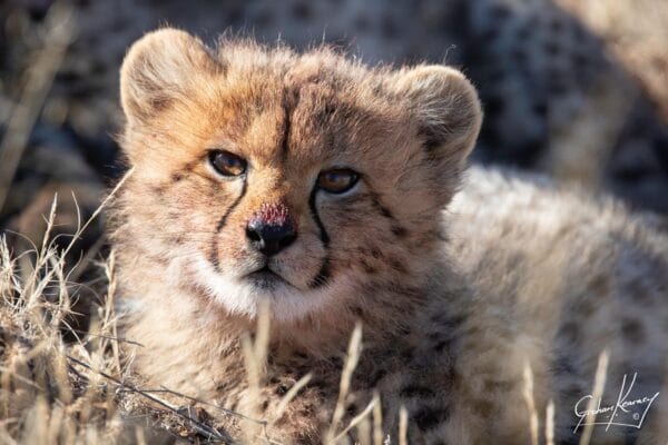 Close up of cheetah cub at Tiger Canyon Private Game Reserve