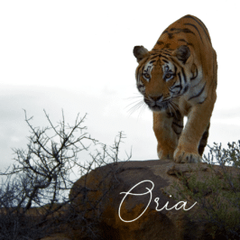 Tigress Oria at Tiger Canyon Private Game Reserve