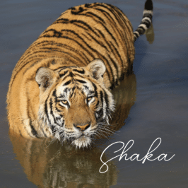 Tiger Shaka at Tiger Canyon Private Game Reserve