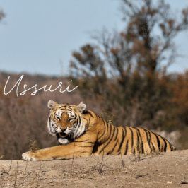 Tigress Ussuri at Tiger Canyon Private Game Reserve