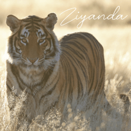 Tiger Ziyanda at Tiger Canyon Private Game Reserve