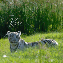 Tiger Kei at Tiger Canyon Private Game Reserve