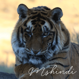 Tiger Mshindi at Tiger Canyon Private Game Reserve