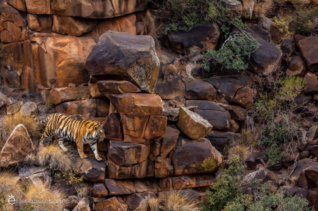 Tiger crouching on the rocks at Tiger Canyon Private Game Reserve