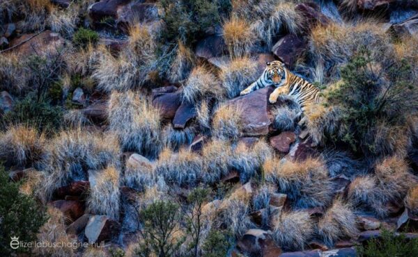 Overview of tiger sleeping on the rocks at Tiger Canyon Private Game Reserve