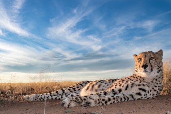 Cheetah lying in front of a blue Karoo sky at Tiger Canyon Private Game Reserve