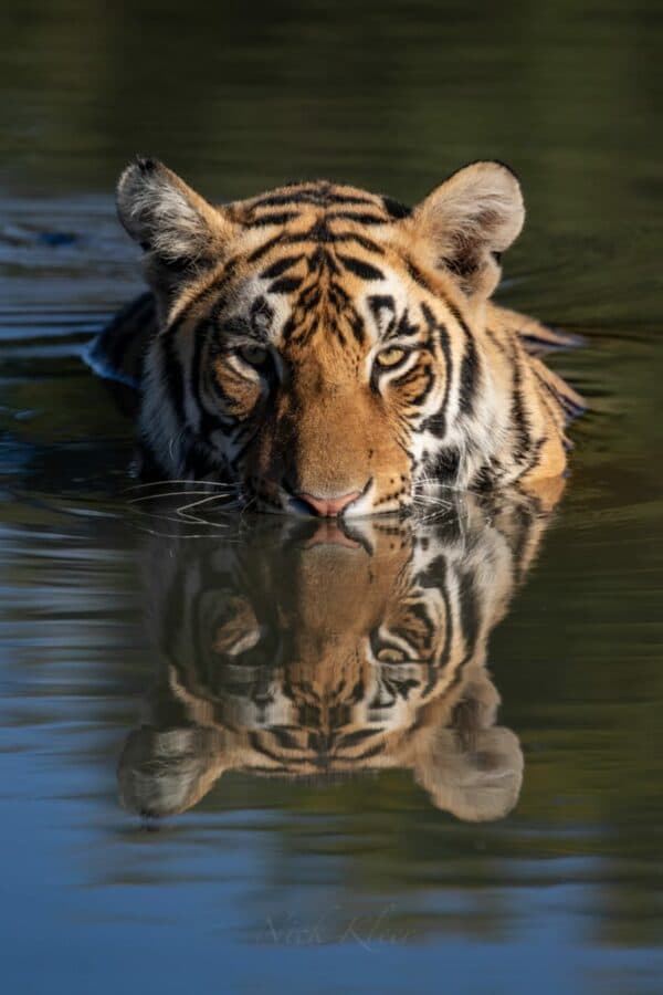 Tiger in the water at Tiger Canyon Private Game Reserve