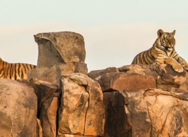 Four tigers perched on a rocky outcrop at Tiger Canyon Private Game Reserve