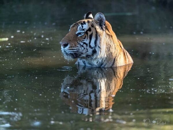 Tiger in water at Tiger Canyon Private Game Reserve