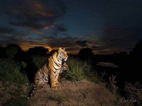 Two tigers sitting in the bushveld against a dark night sky at Tiger Canyon Private Game Reserve