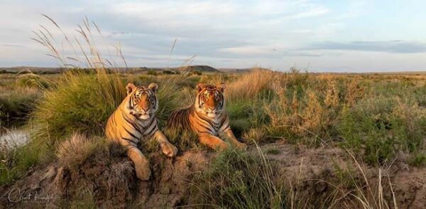 Two tigers lying in the grass at Tiger Canyon Private Game Reserve