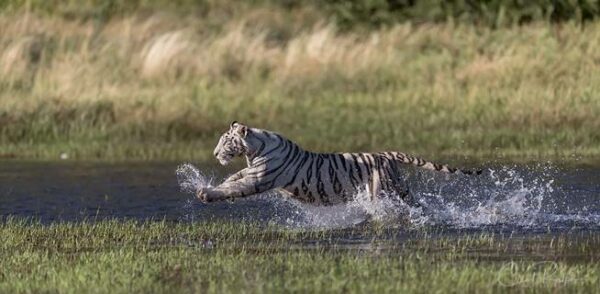 White tiger sprinting through the water at Tiger Canyon Private Game Reserve
