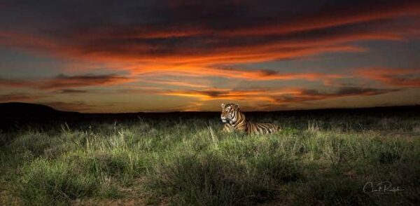 Tiger in the grass against a colourful sunset at Tiger Canyon Private Game Reserve