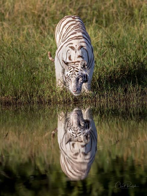 White tiger drinking from a pond with its reflection in the water at Tiger Canyon Private Game Reserve