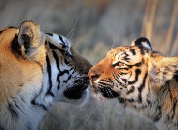 Tigers touching their noses together at Tiger Canyon Private Game Reserve