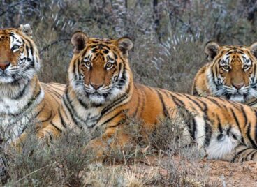 Three tigers lying in the grass, looking into the camera, at Tiger Canyon Private Game Reserve