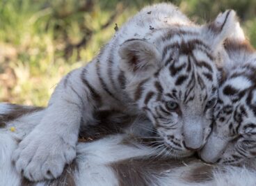 White tiger cubs on the tigress at Tiger Canyon Private Game Reserve