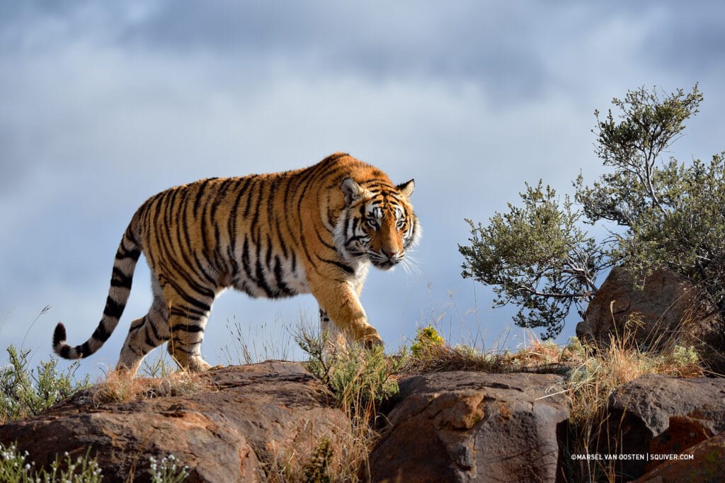 Photograph the Tiger in Africa - Tiger Canyon Private Game Reserve