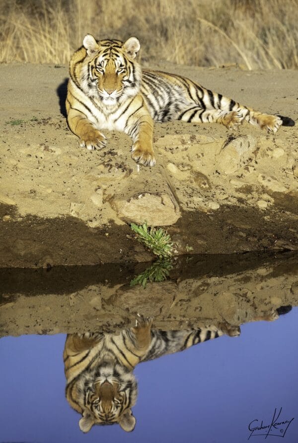 Tiger lying in the sand next to a pond with its reflection in the water at Tiger Canyon Private Game Reserve
