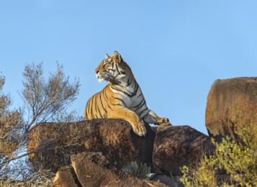 Tiger laying on a rock at Tiger Canyon Private Game Reserve