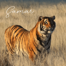 Tigress Samar at Tiger Canyon Private Game Reserve