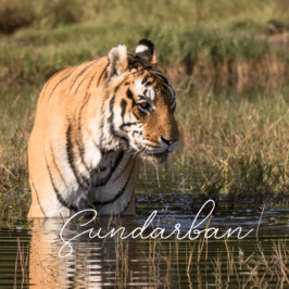 Tiger Sundarban at Tiger Canyon Private Game Reserve