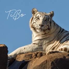 Tigress TiBo at Tiger Canyon Private Game Reserve