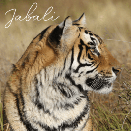 Tiger Jabali at Tiger Canyon Private Game Reserve