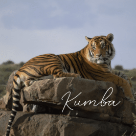 Tiger Kumba at Tiger Canyon Private Game Reserve
