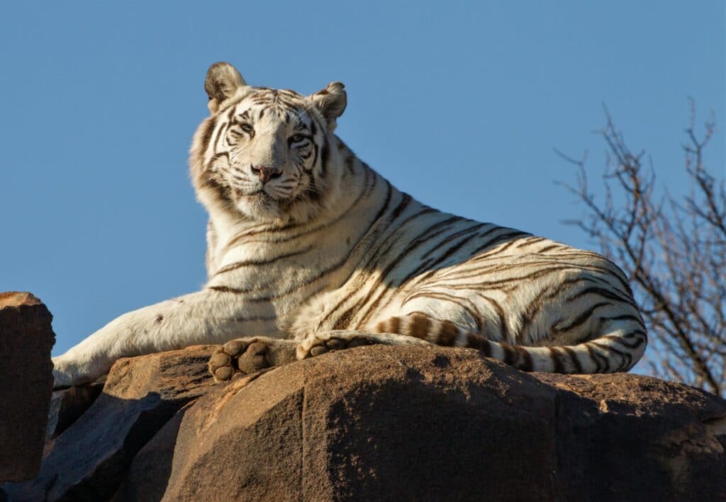 Tigress TiBo lounging on a rock at Tiger Canyon Private Game Reserve