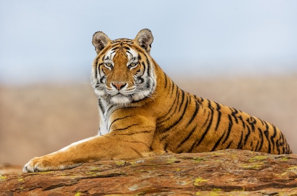 Tiger perched on a rock at Tiger Canyon Private Game Reserve