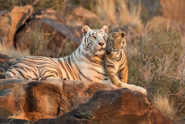 White Tiger and Orange Cub snuggling at Tiger Canyon Private Game Reserve