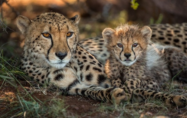 Cheetah and her cub snuggle in the grass at Tiger Canyon Private Game Reserve