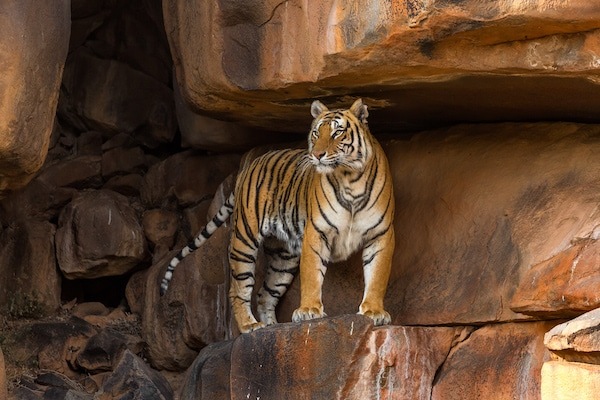 Tiger standing on rocks at Tiger Canyon Private Game Reserve