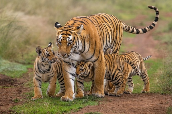 Tigress and her cubs walking at Tiger Canyon Private Game Reserve