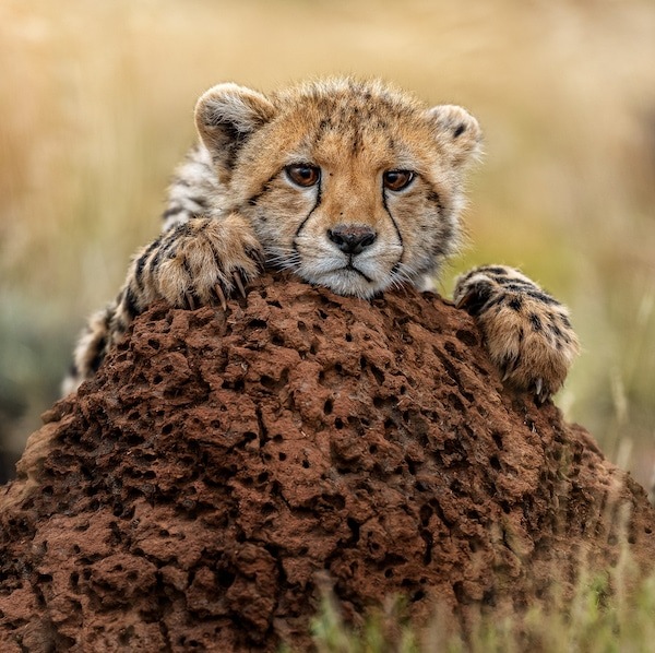 Cheetah cub perched on an anthill at Tiger Canyon Private Game Reserve