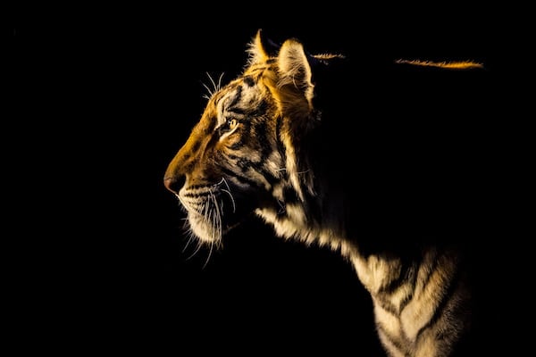 Tiger staring into the light against a dark background