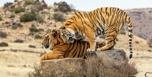 Two tigers nuzzle on a rock at Tiger Canyon Private Game Reserve