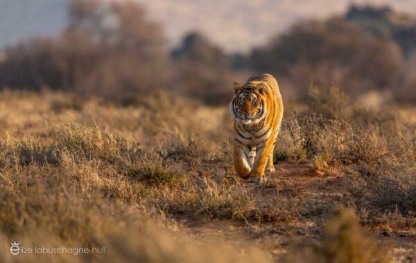 Tiger walking through grassland at Tiger Canyon Private Game Reserve