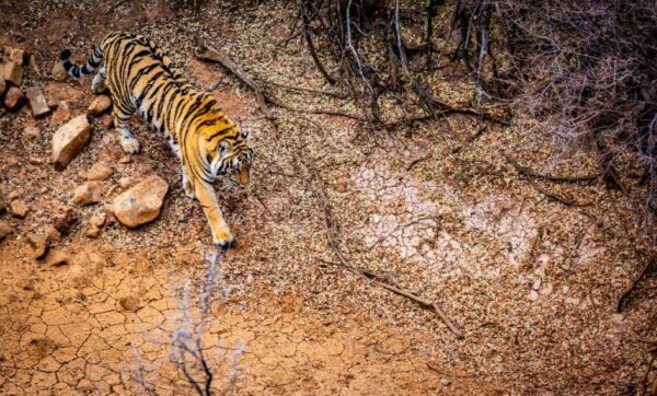 Overview of tiger walking across a dry river bed at Tiger Canyon Private Game Reserve