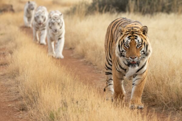 Four tigers walking on a path at Tiger Canyon Private Game Reserve