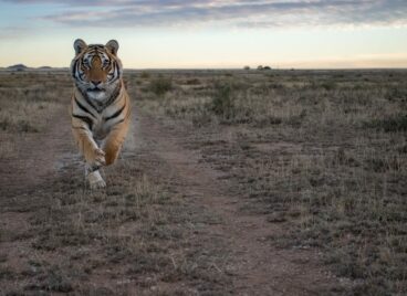 Tiger running towards the camera at Tiger Canyon Private Game Reserve