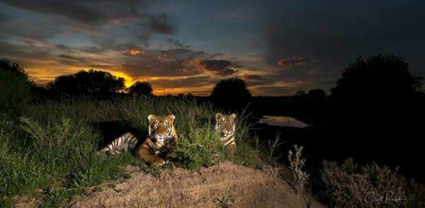 Two tigers lying in the grass against a dark Karoo sunset at Tiger Canyon Private Game Reserve