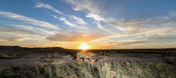 Tiger walking across the landscape against a blue sunset at Tiger Canyon Private Game Reserve