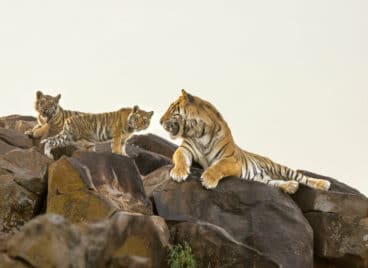 Tigress and cubs on the rocks at Tiger Canyon Private Game Reserve