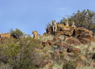 Four Tigers on Rocks at Tiger Canyon Private Game Reserve